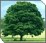 Tu B’Shevat: For Man is a Tree