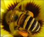 Honeybees