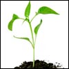 In Vitro Fertilization (IVF)